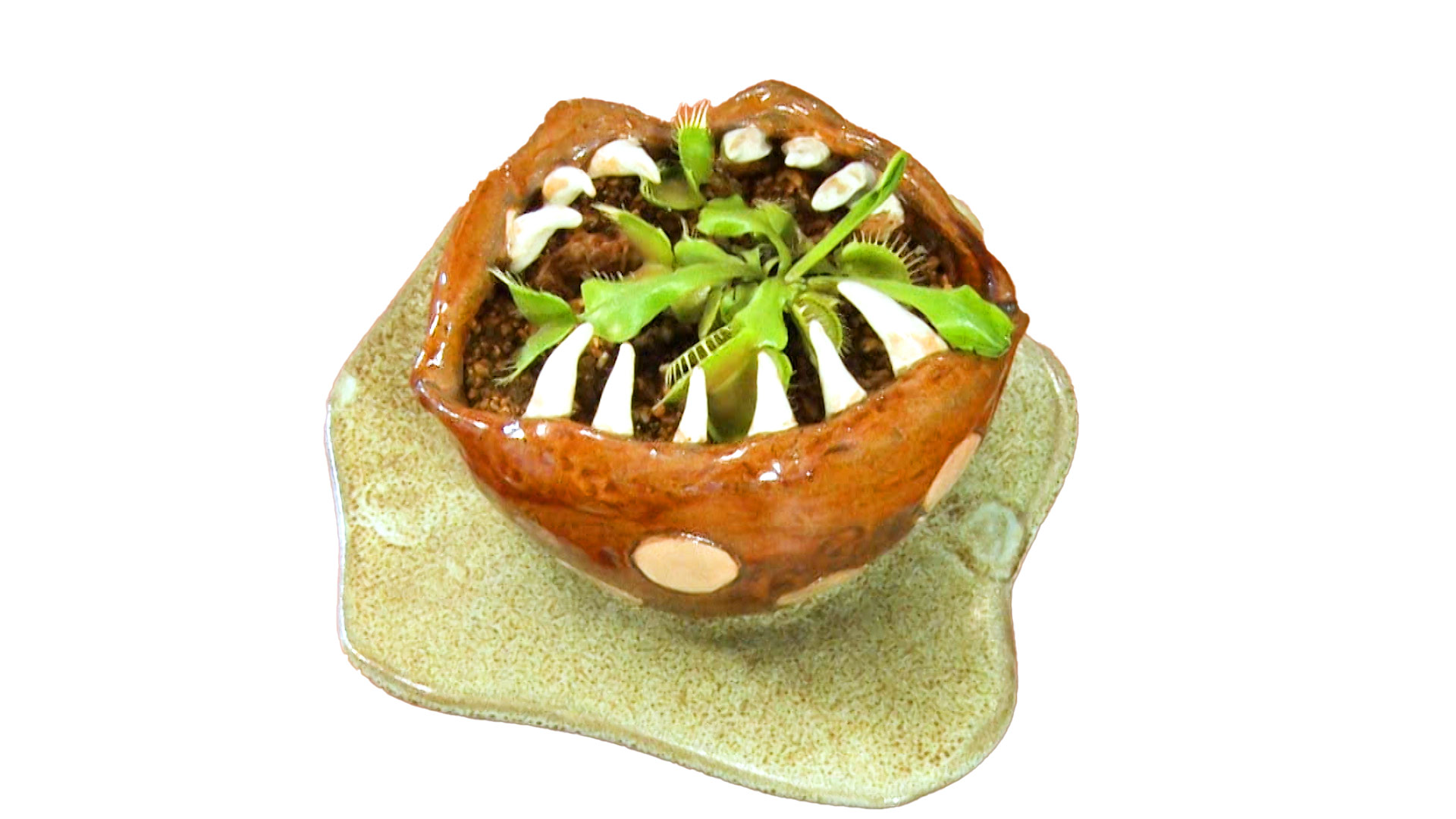 山之内すず 「食虫植物喰い植木鉢」
